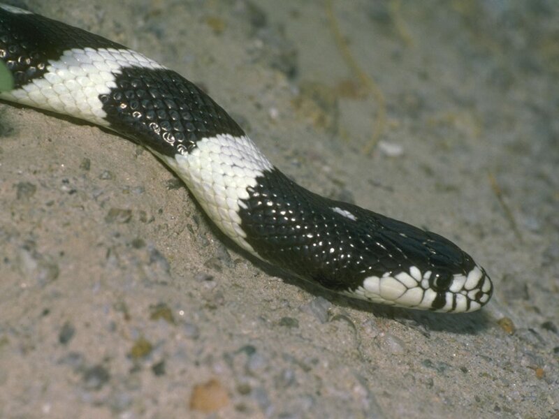 black and white snake