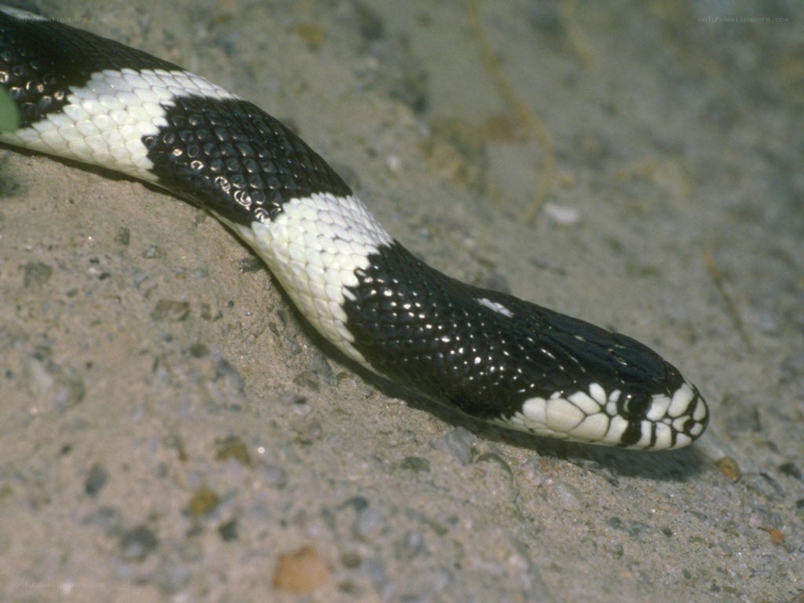 black and white snake