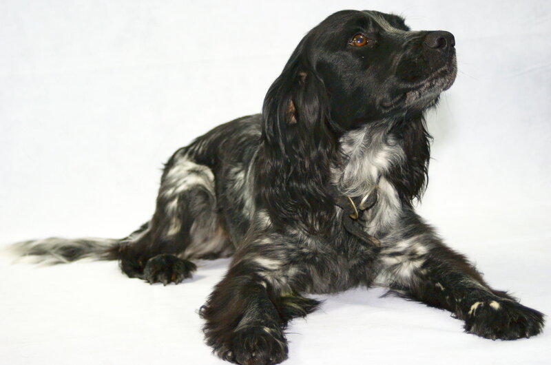 Black and White Spaniel — Calm, Photograph, Dog
