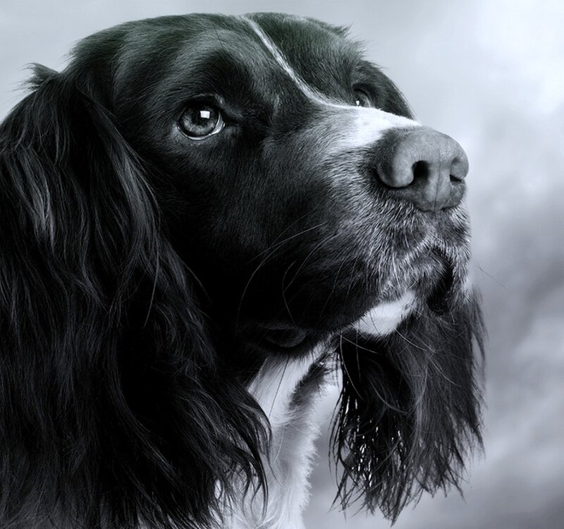 Black and White Spaniel — Calm, Photograph