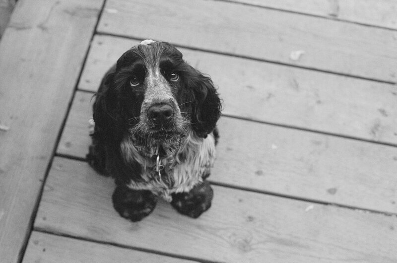 Black and White Spaniel — Calm, Photograph, Wooden Deck