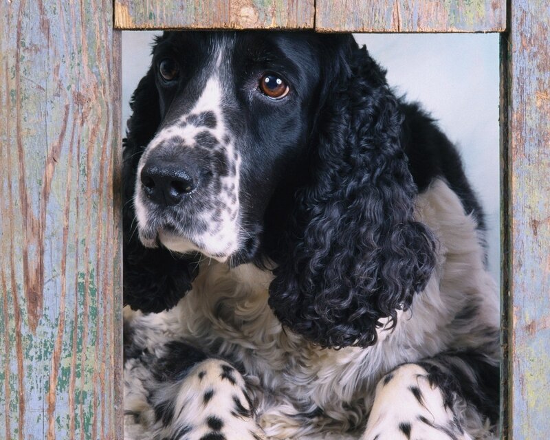Black and White Spaniel — Calm, Photograph, Wooden Frame, Dog