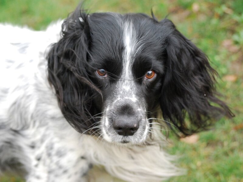 Black and White Spaniel — Calm