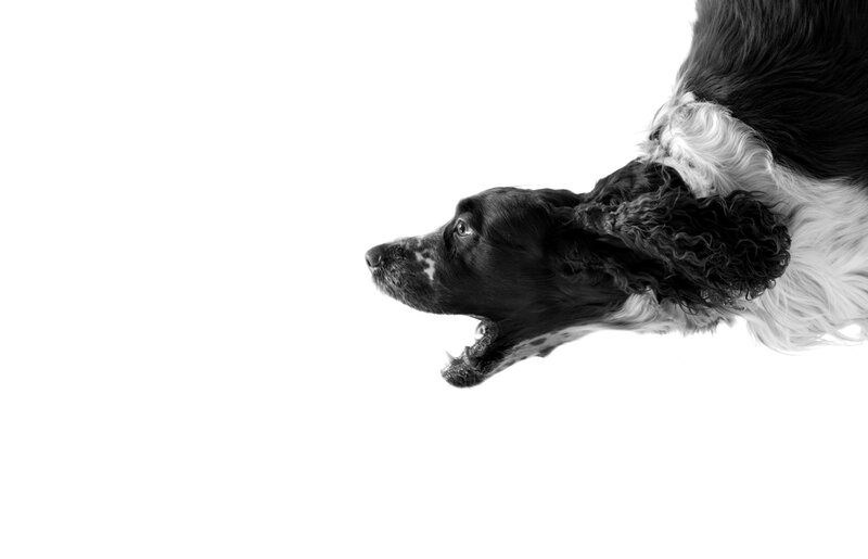 Black and White Spaniel — Dramatic