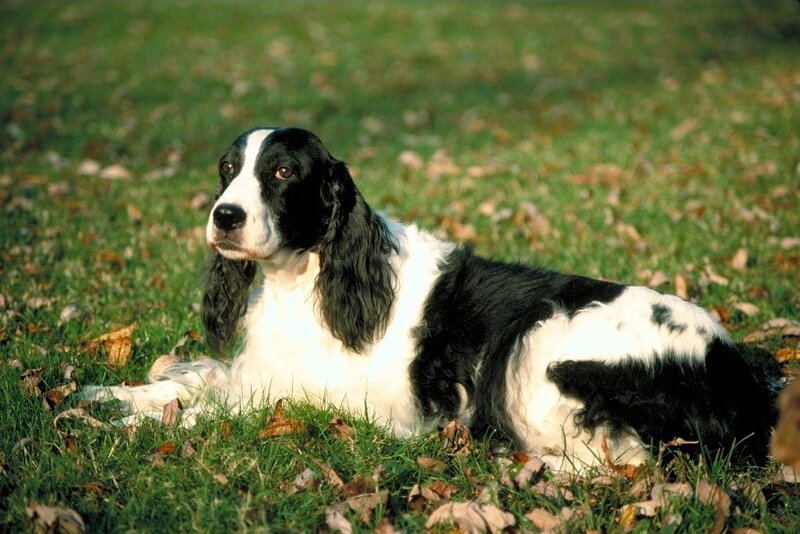 Black and White Spaniel — Green