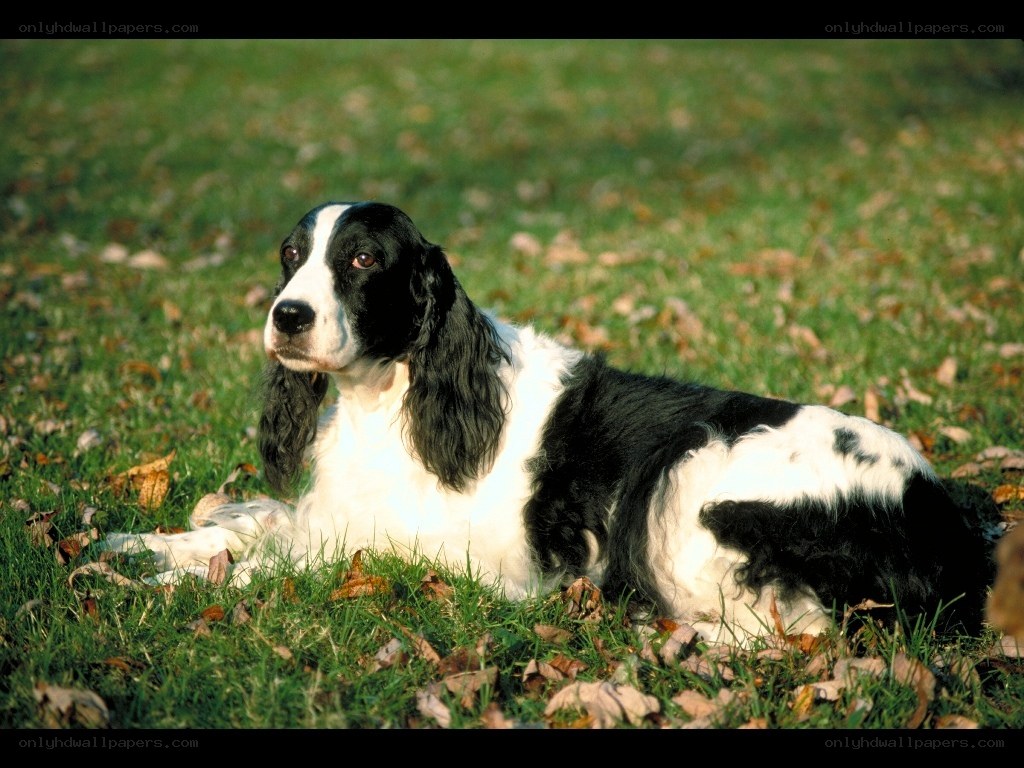 black and white spaniel on grass