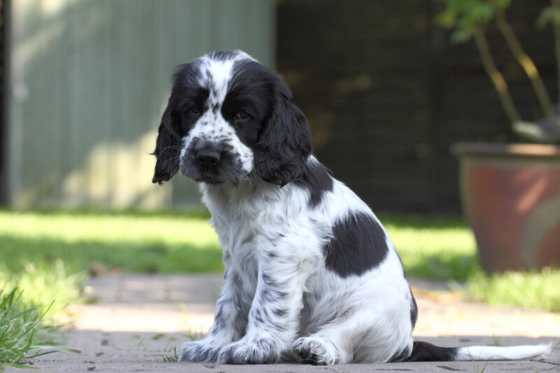 Black and White Spaniel Puppy — Calm