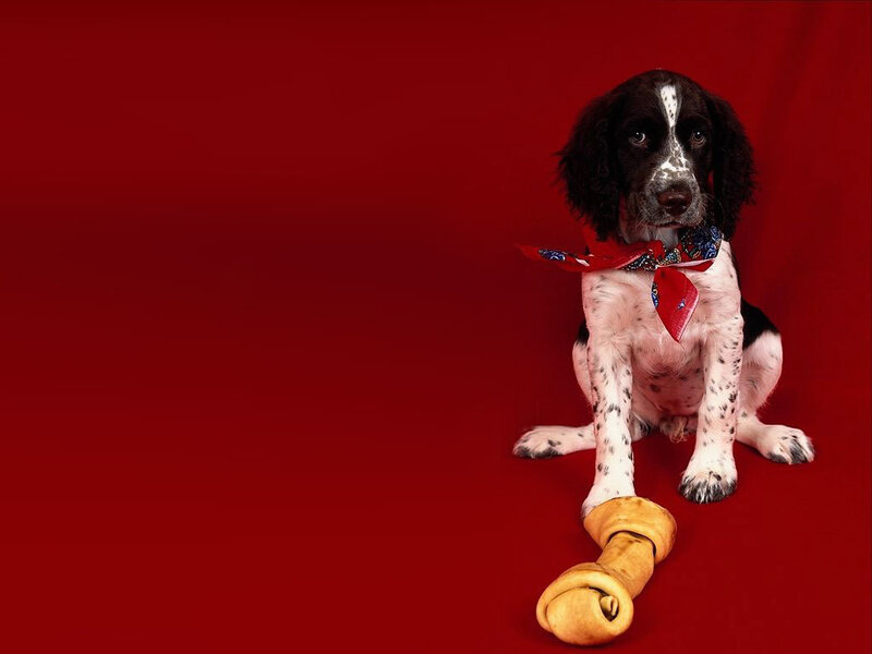 Black and White Spaniel Puppy
