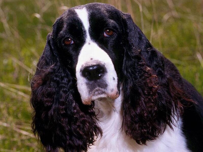 Black and White Spaniel