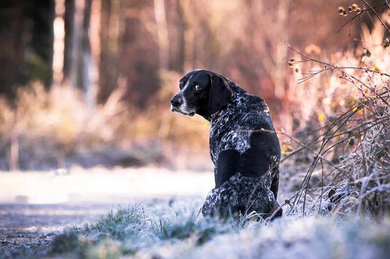 Black and White Speckled Dog