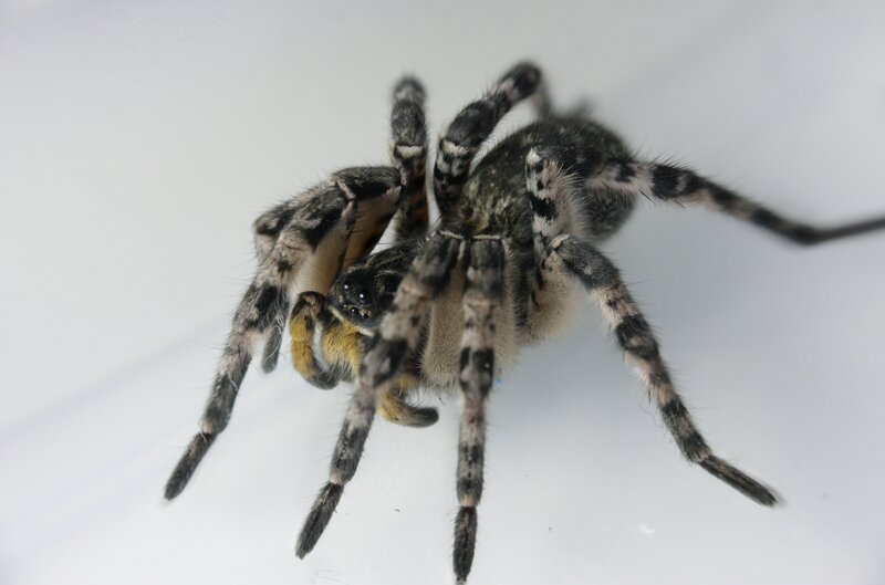 Black and White Spider — Neutral