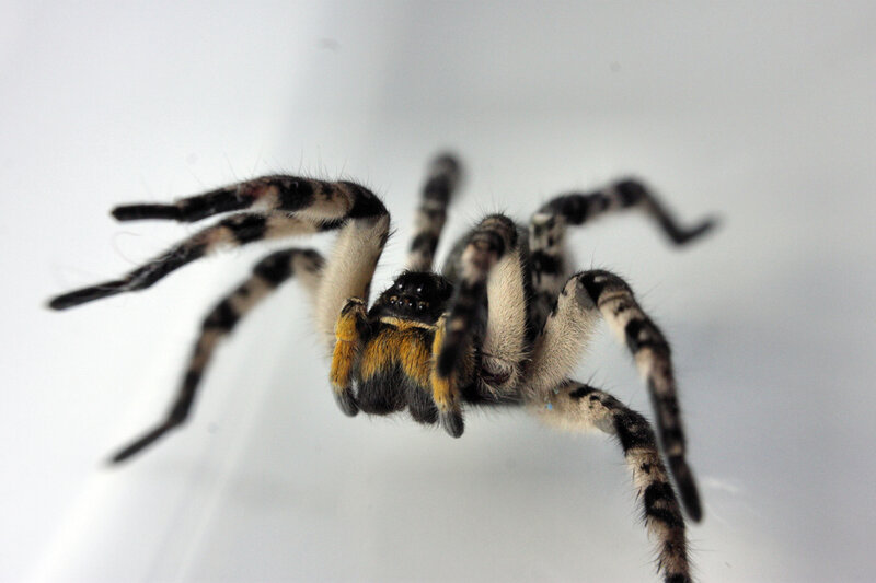 Black and White Spider