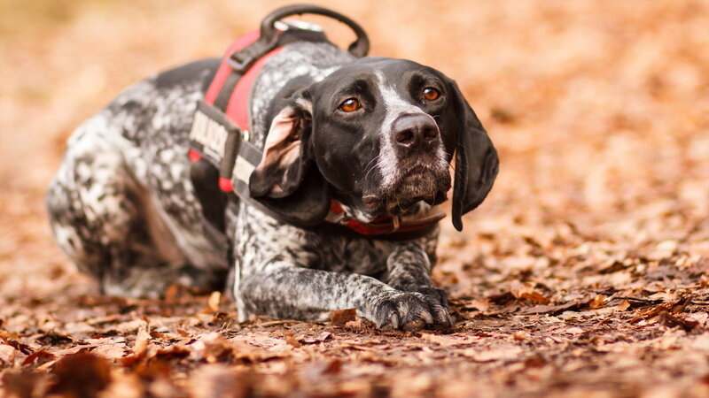 Black and White Spotted Dog — Brown