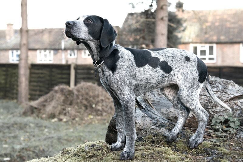 Black and White Spotted Dog — Gray