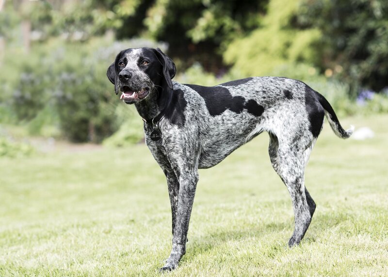 Black and White Spotted Dog — Green, Calm