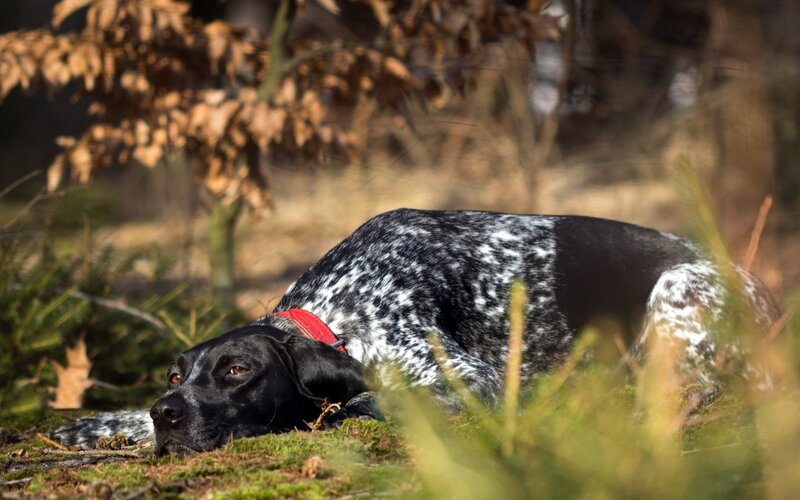 Black and White Spotted Dog — Green