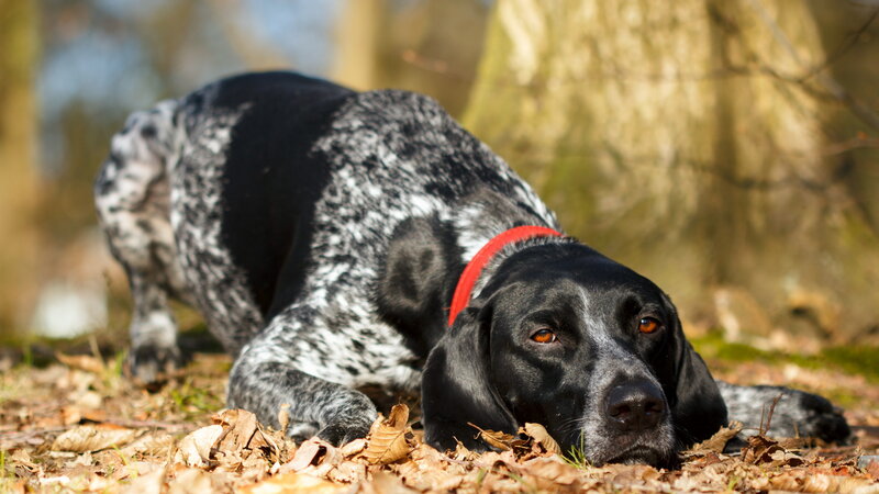 Black and White Spotted Dog