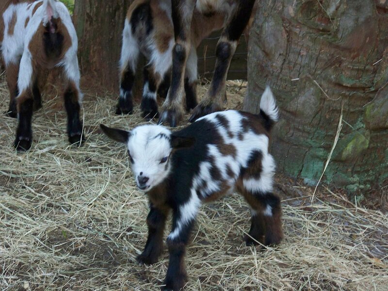 Black and White Spotted Goat