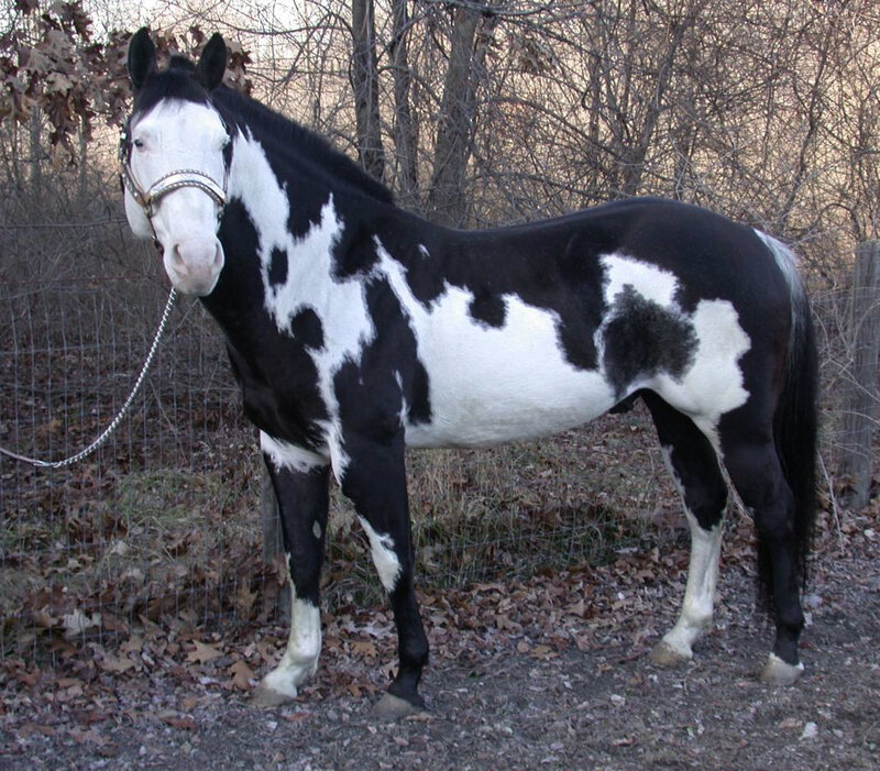 black and white spotted horse