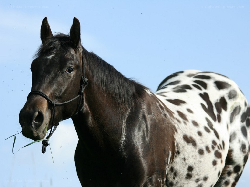 black and white spotted horse