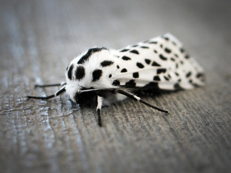 black and white spotted moth