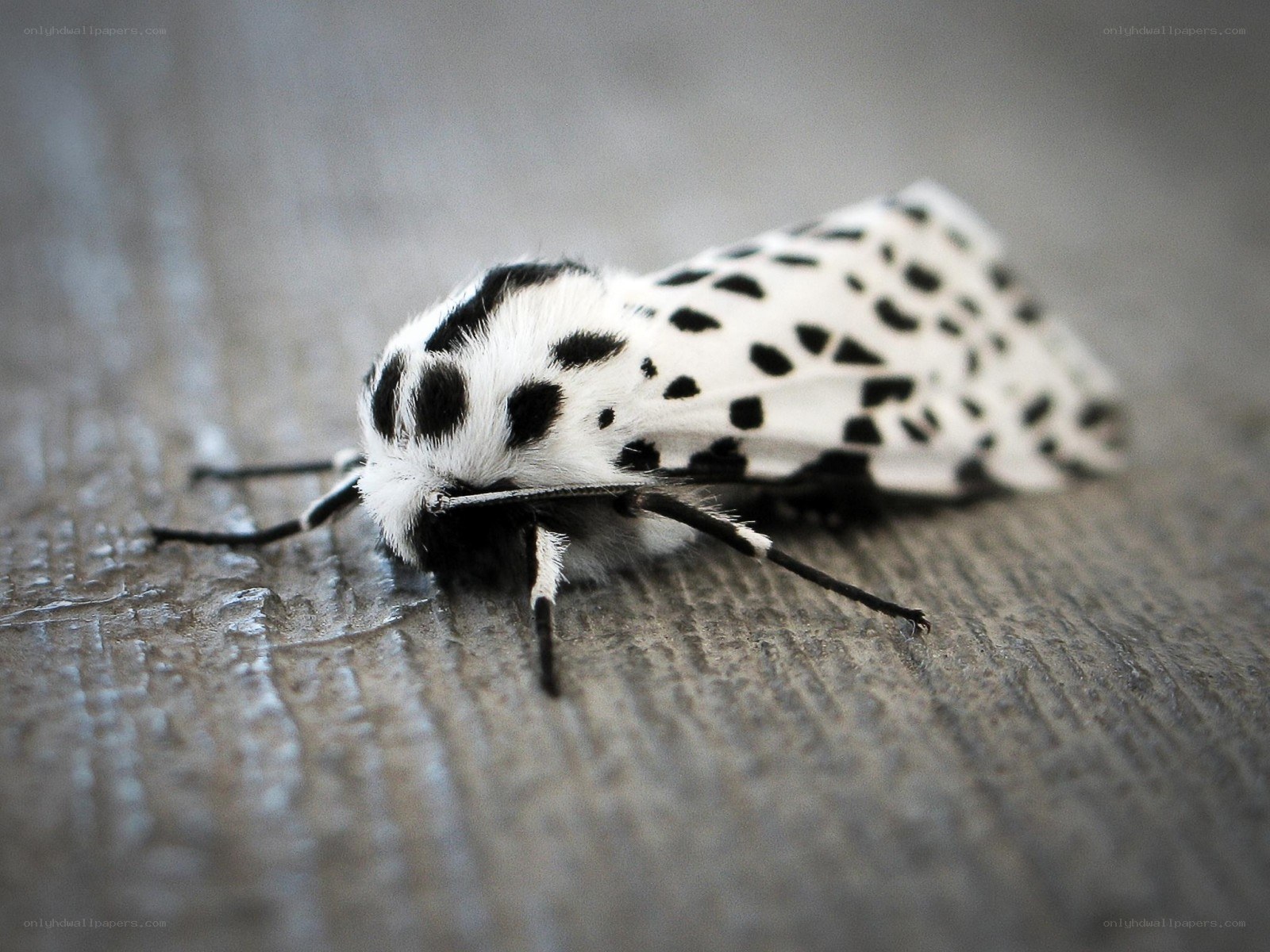 black and white spotted moth