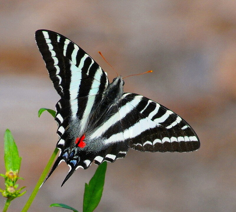 Black and White Striped Butterfly