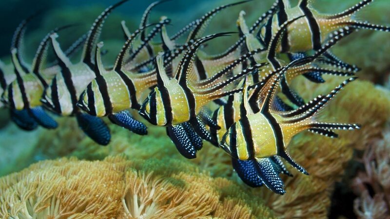 Black-and-white Striped Fish