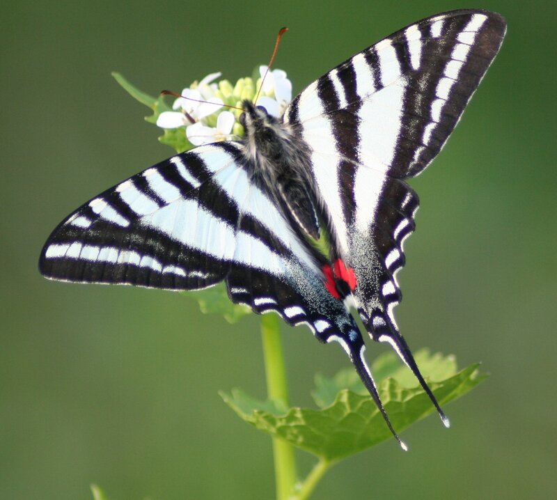 Black and White Swallowtail Butterfly — Green