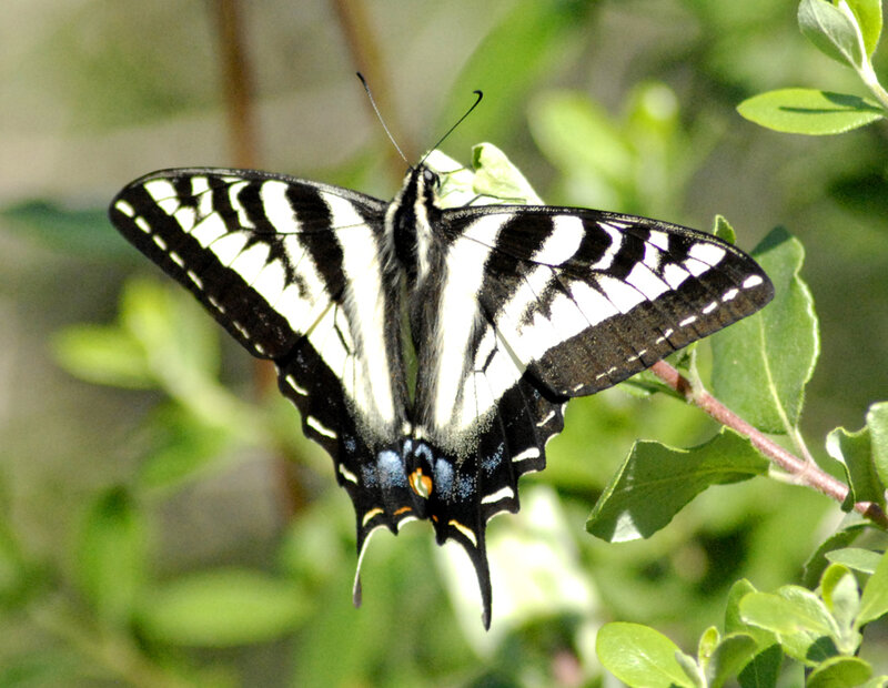 Black and White Swallowtail Butterfly