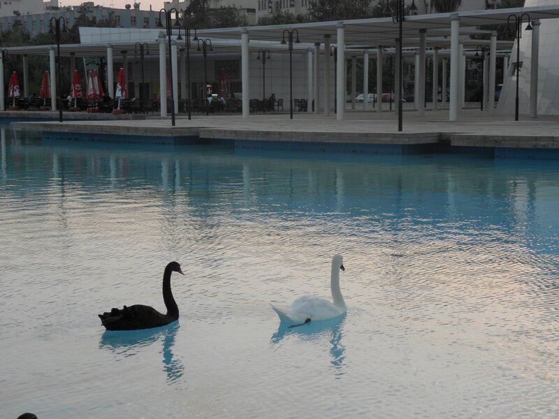 Black and White Swans — Blue
