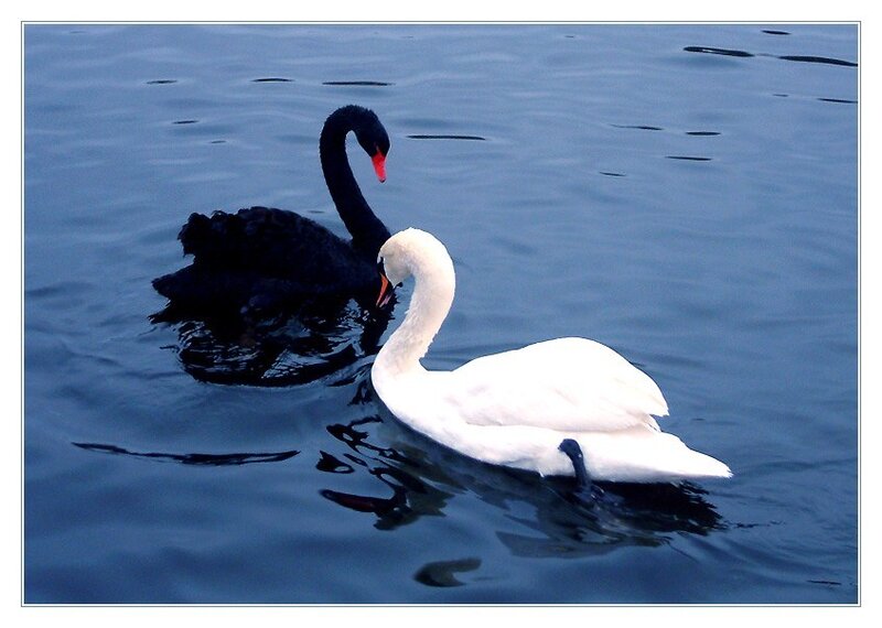 Black and white swans on water