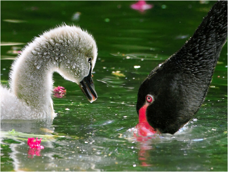 Black and White Swans