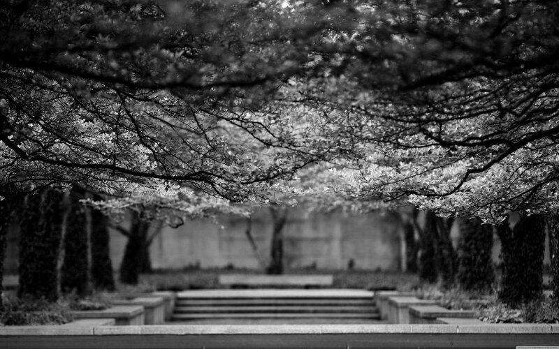 Black and white tree canopy