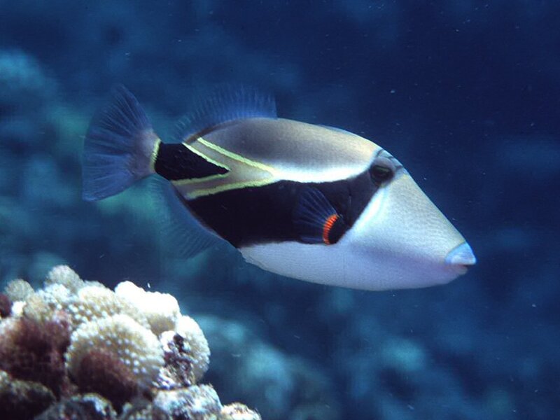 Black-and-white Triggerfish — Blue