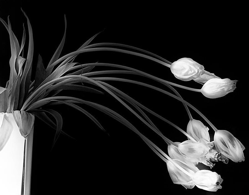 Black and white tulip bouquet