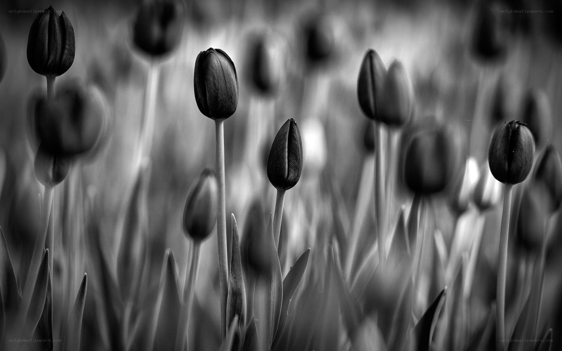 Black and white tulip field