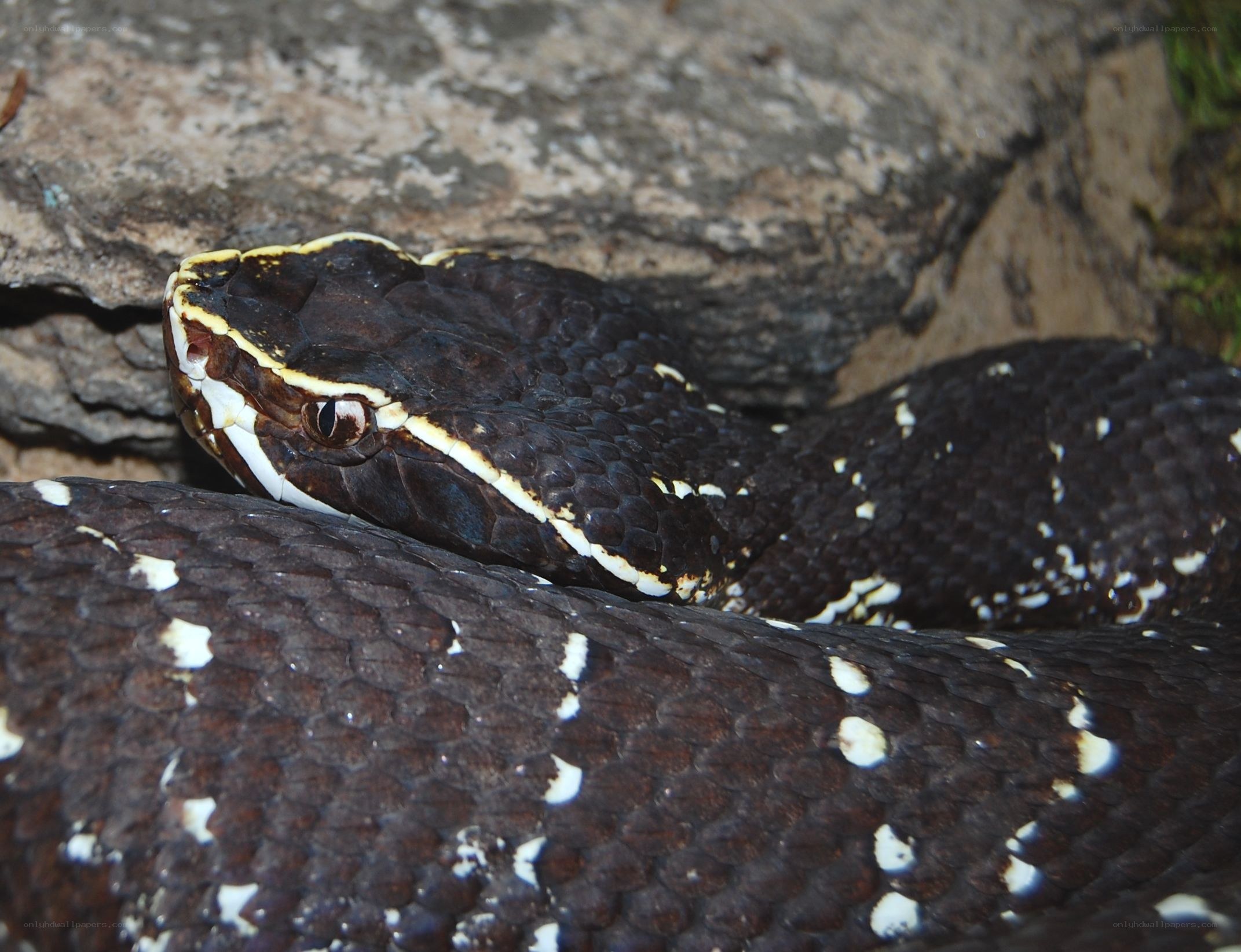 black and white viper snake