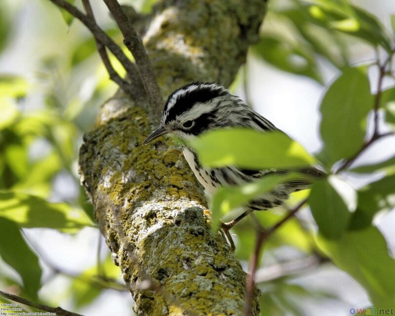 Black-and-white Warbler