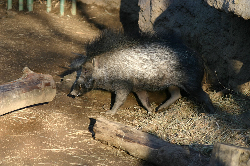 Black-and-white Warthog