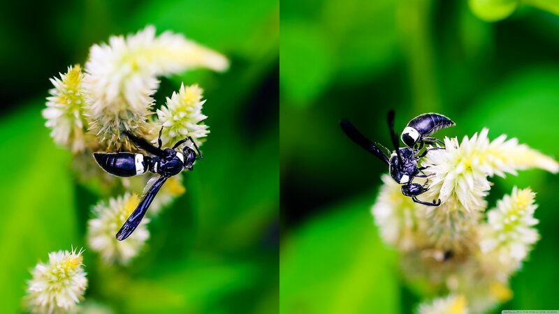 Black and White Wasp