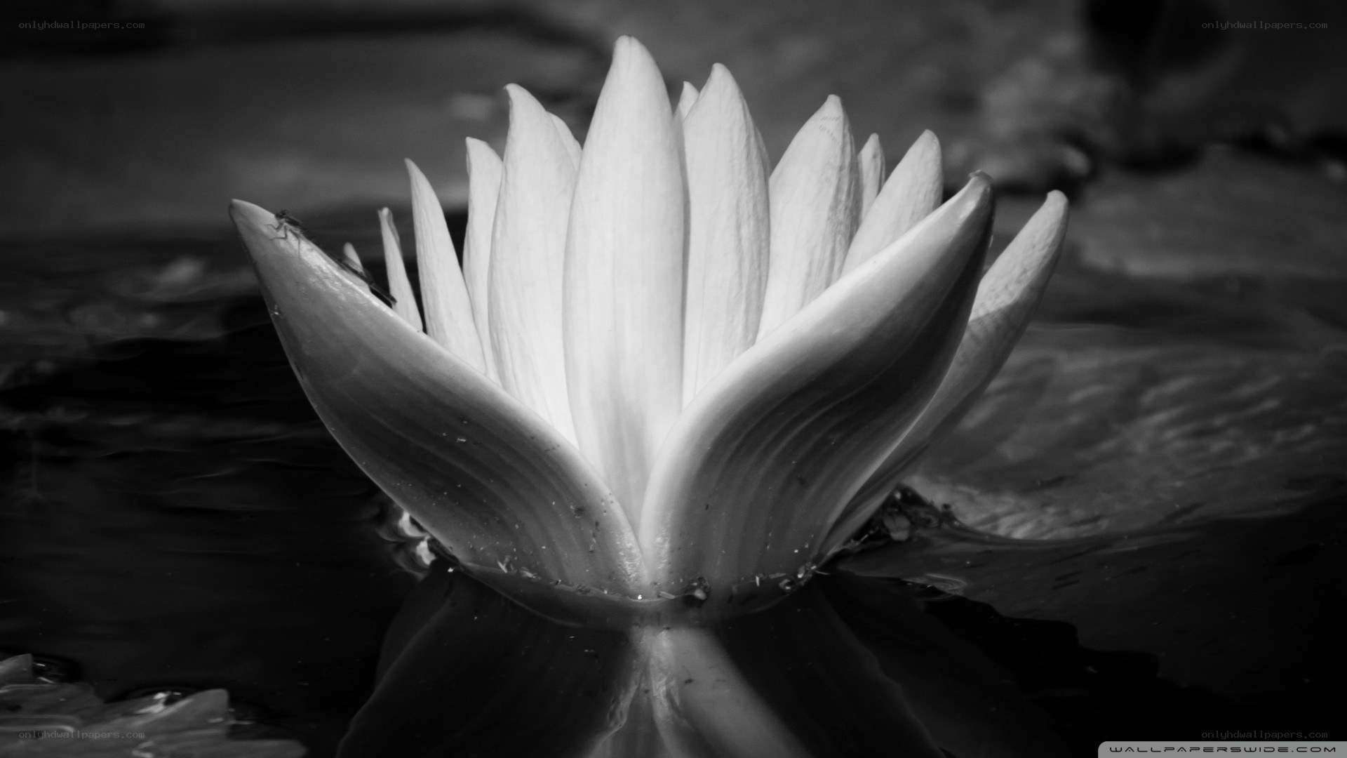 black and white water lily