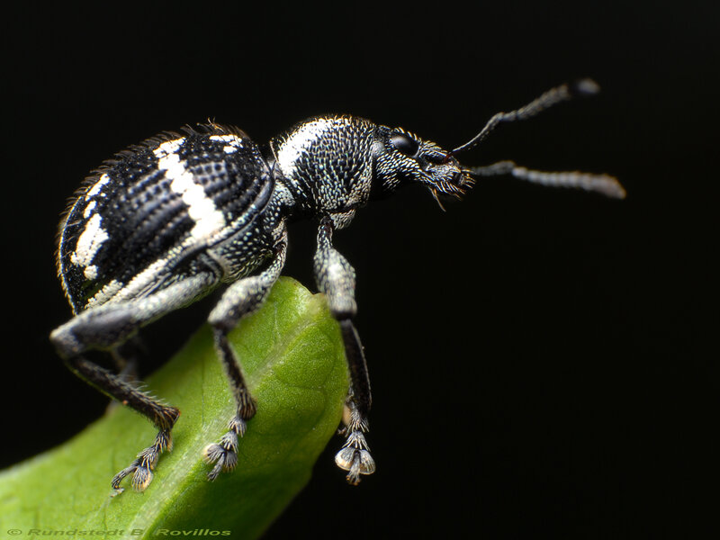 black and white weevil on leaf