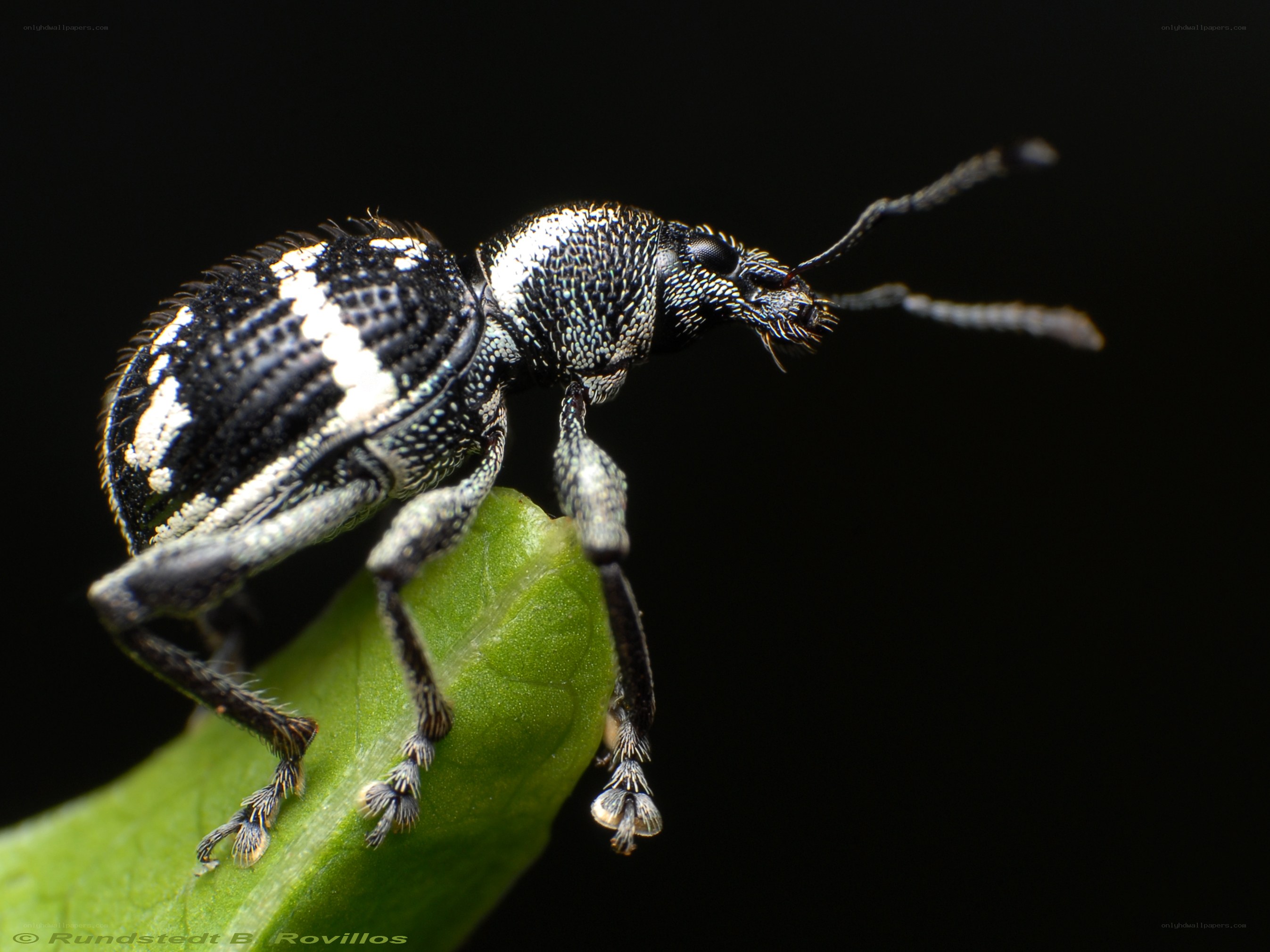 black and white weevil on leaf