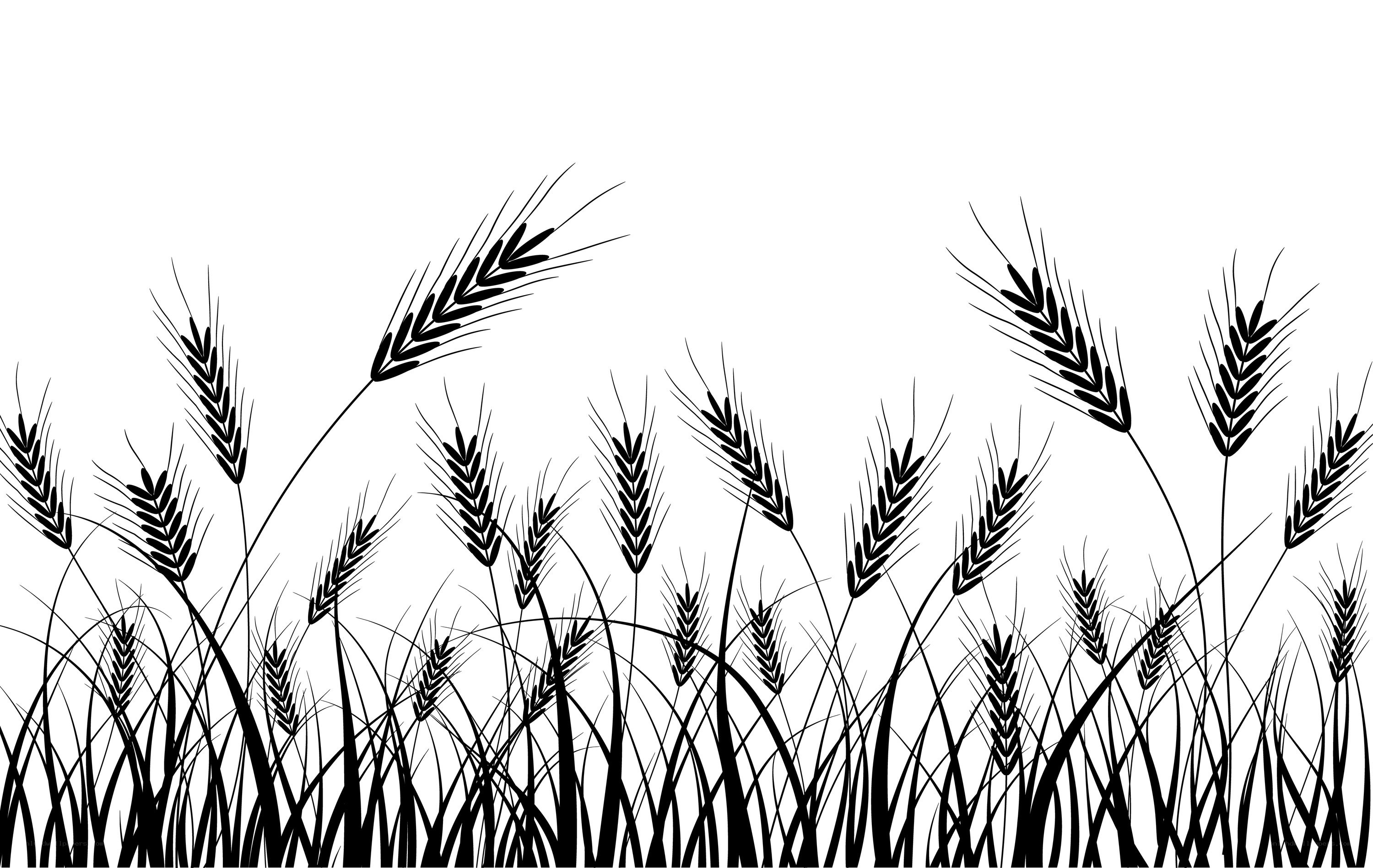 black and white wheat field