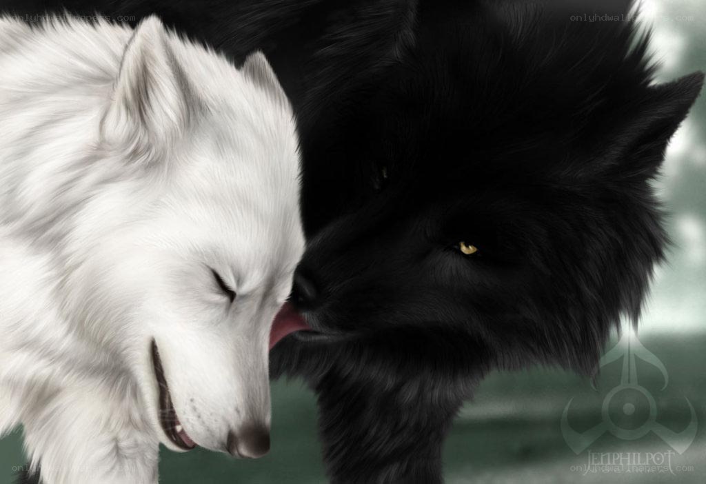 black and white wolf affection
