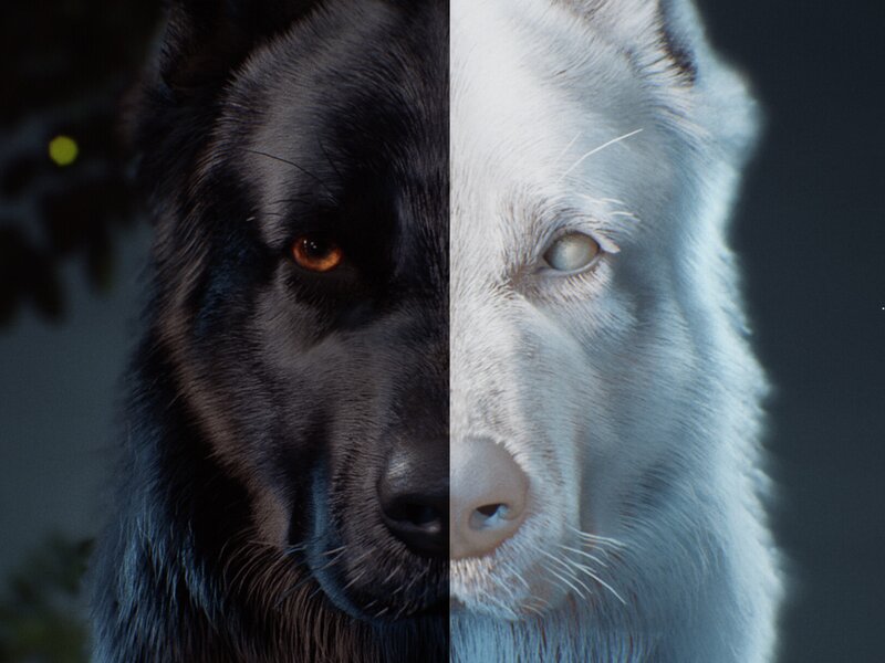 Black and White Wolf — Dramatic