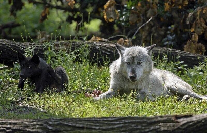 Black and White Wolf — Green
