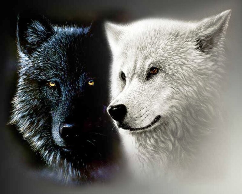 Black and White Wolf Heads