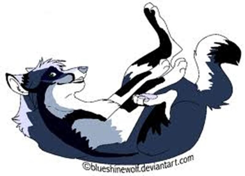 Black and White Wolf — Playful